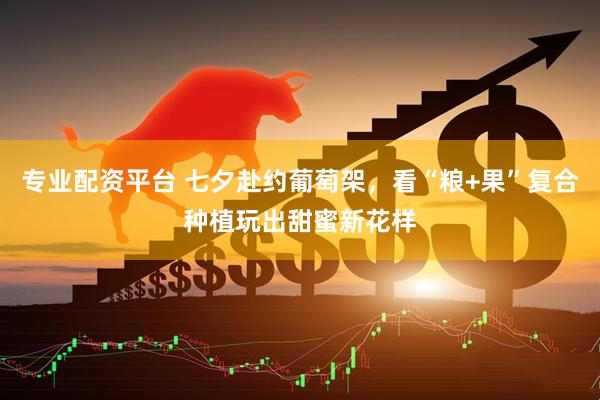 专业配资平台 七夕赴约葡萄架，看“粮+果”复合种植玩出甜蜜新花样